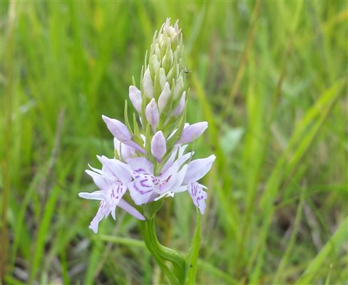 Wild orchid found growing around the orchard carp lake